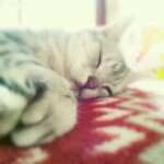 Profile_260665089_75sq_1354184827