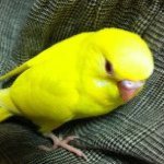 Profile_507258757_75sq_1376446267