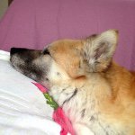 11098193_425921717577108_143430264_a