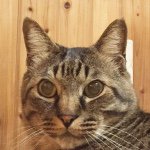 10914475_415919925224601_1270375143_a