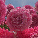 11325443_853030758098173_903331364_a