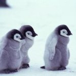 11326734_402811063239478_219521216_a