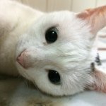 10349661_412413038897766_1374602163_a