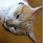 10932069_774883255913538_682026365_a