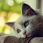 Profile_372688748_75sq_1370280982