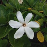 11116856_939339276096885_1680973199_a