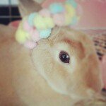 Profile_239338748_75sq_1350612770