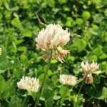 Profile_855570137_75sq_1387983097