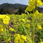 11372108_989423514409348_380152784_a