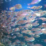 10691919_350702151763652_1702954995_a