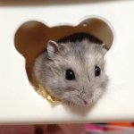 Profile_29859803_75sq_1385211625