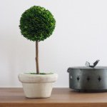 11334499_1601058586811606_1073384553_a