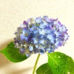 11312269_399328993600793_862552166_a