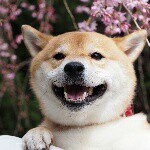 11142827_371263746394720_974502493_a