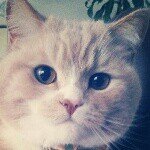 10472071_1485461971671116_1454471767_a