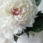 11326034_878601318876692_1782499688_a