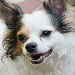 11380782_705299819580463_623805869_a