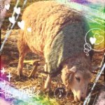 11032983_961096740589779_1211728309_a