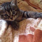 10802503_1589936214567825_1674996954_a