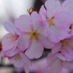 11142129_1544212285840165_803460016_a