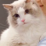 10617088_353945384759894_1503956517_a