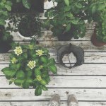 11372211_465252263637681_1952517413_a