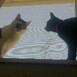 10471894_893991033959984_585045278_a