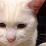 10986241_784372838315902_1026582281_a