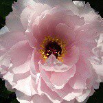 11256172_948733178499723_800387985_a