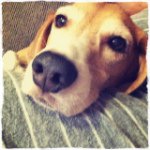 10946482_602838809847006_1609284817_a