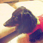 11005270_521495144657731_1728183207_a