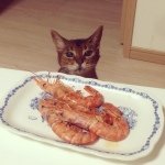 10598542_265614850298125_1568853118_a