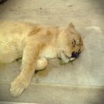 10518038_1509281579284092_944058610_a