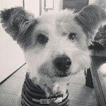 10853129_908551585831351_869675744_a