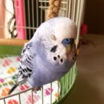 11427439_770505096398244_792904883_a