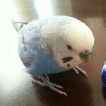 11007927_395261777320664_349780460_a