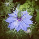 11256827_1474142696210034_1553206789_a