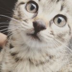 11325849_905246982850279_460760944_a