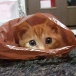 11138022_1589506597982483_1163123328_a