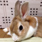 10865169_633207606783862_1167239868_a