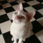 10891014_816824955043425_593801635_a