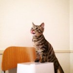 11372536_867083246678679_2143817417_a