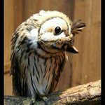 10817547_514620132014579_66013684_a