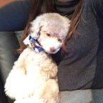 10990625_1547633818845660_353673026_a