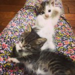 10895395_999611213387218_1104086325_a