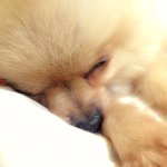 11049149_435830943261294_585612928_a