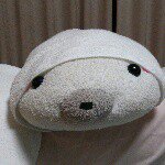 11357922_829388473805958_2040187661_a