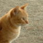 Profile_17890419_75sq_1325481589