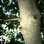 11372306_1394064870924057_414545464_a