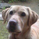 10414015_1442113529373037_722873456_a